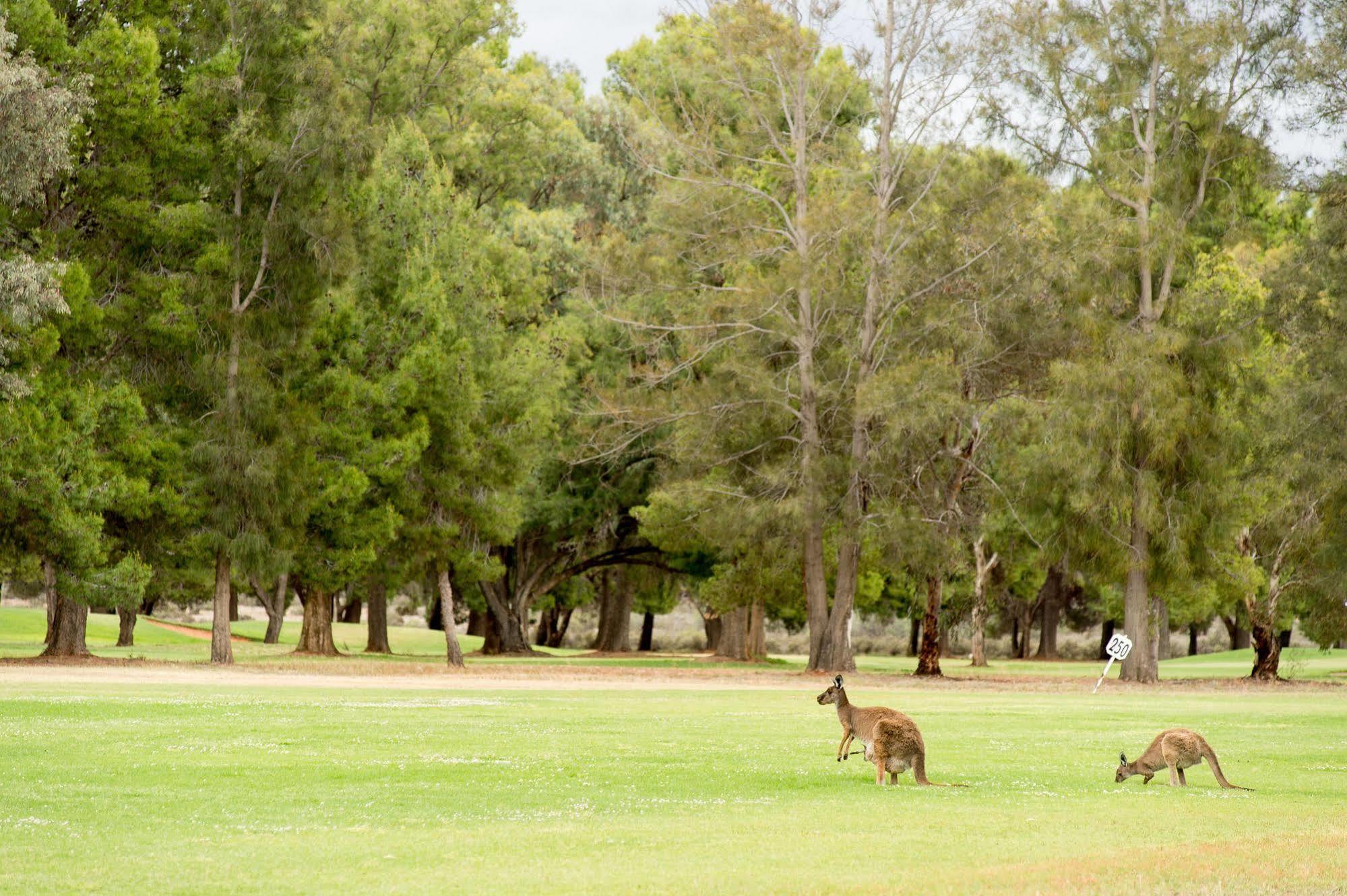 Renmark Country Club Exteriér fotografie