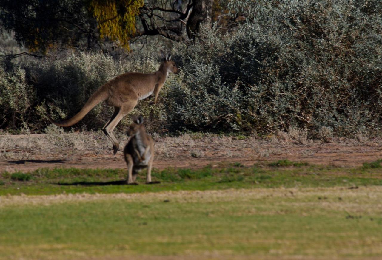 Renmark Country Club Exteriér fotografie